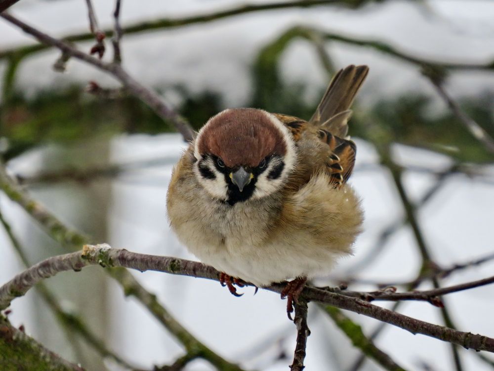 Fluffy sparrow on a branch