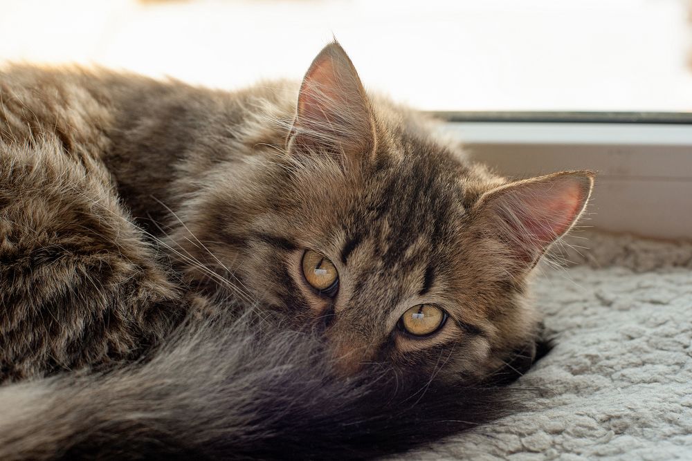 Photograph by Антонина Ягущина