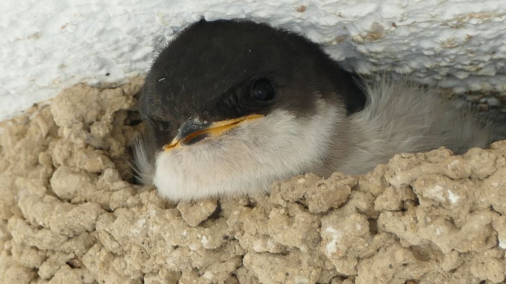 Фотография автора Dubravko Maricic