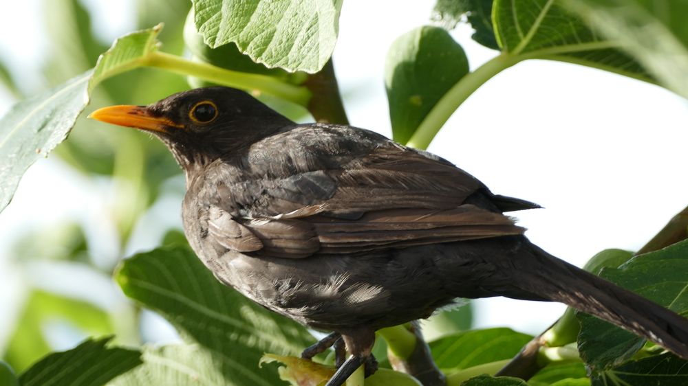 Фотография автора Dubravko Maricic