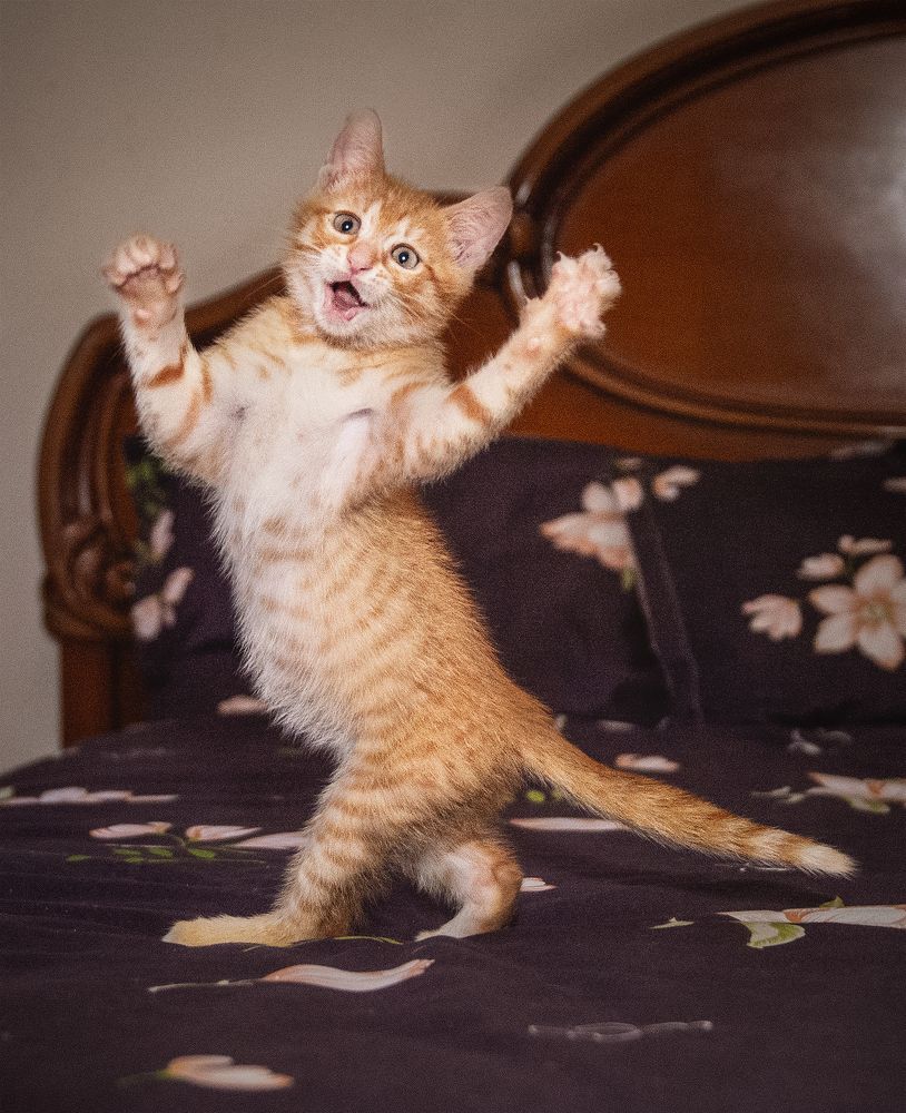 Photograph by Francesca Calabró