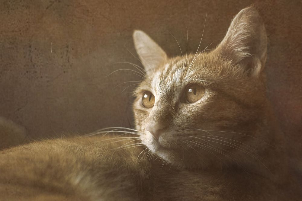 Photograph by Francesca Calabró