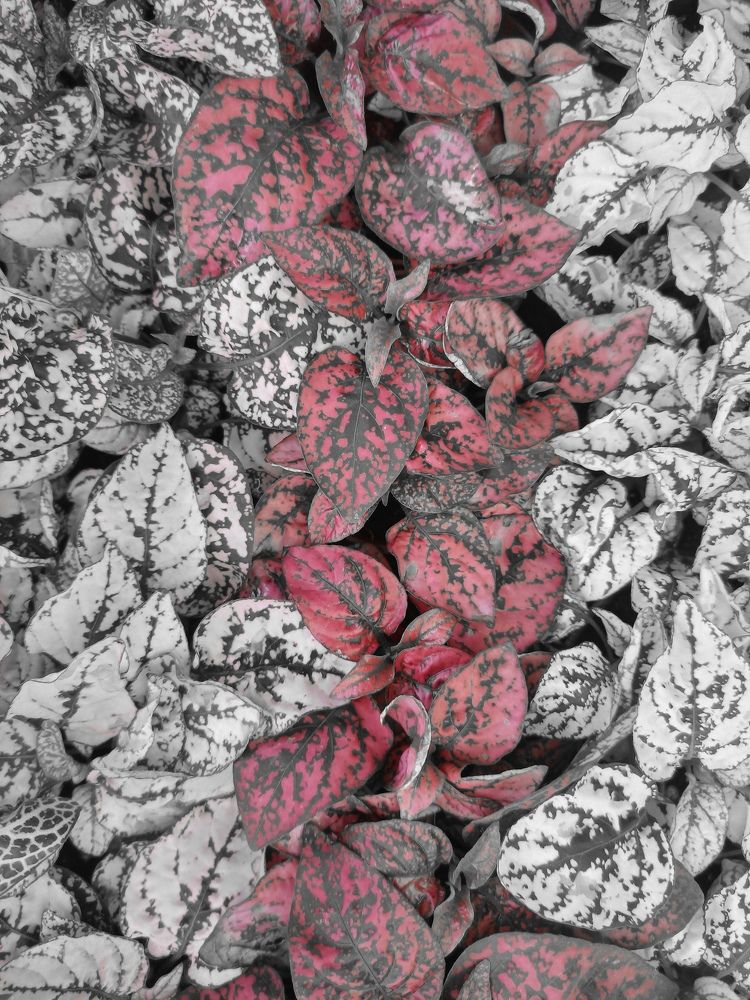 Photograph by Narjes Al_Bayat (Narjes Alzahraa)