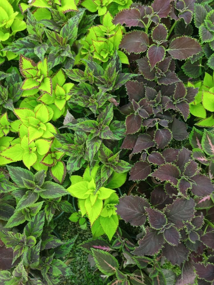 Photograph by Narjes Al_Bayat (Narjes Alzahraa)