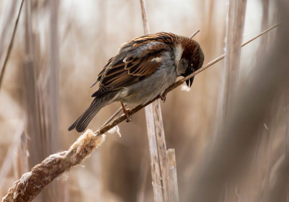 Birds emotional lives are as complicated as ours
