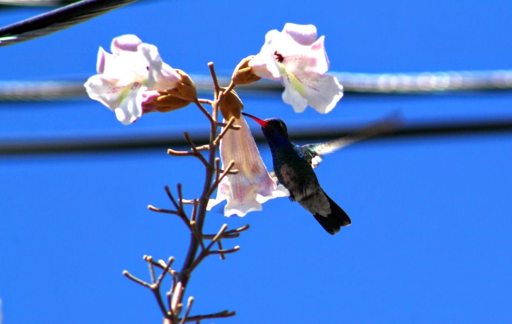 Photograph by Sandra Flores