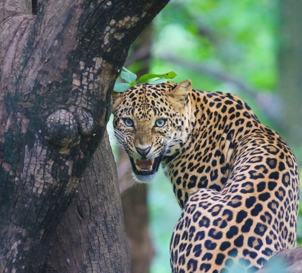 A snarling Leopard