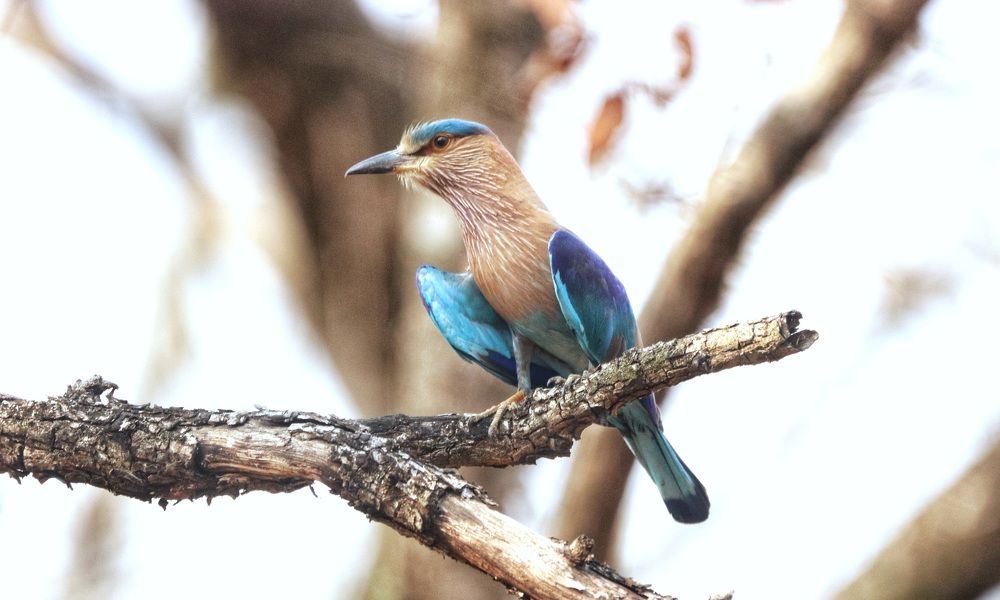 Indian Roller