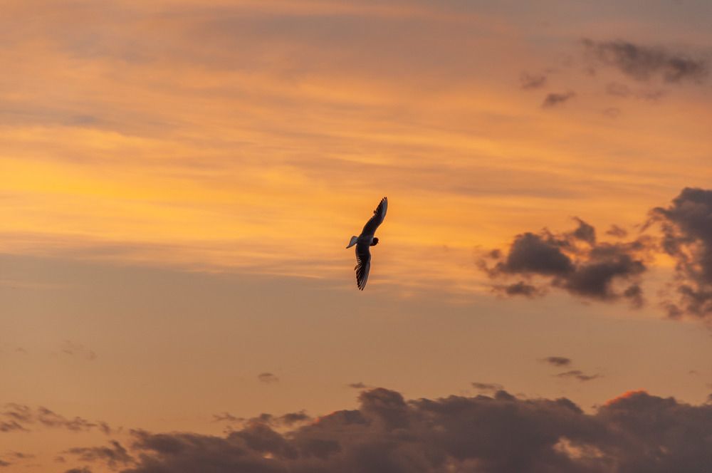 Photograph by Артём Шестаков