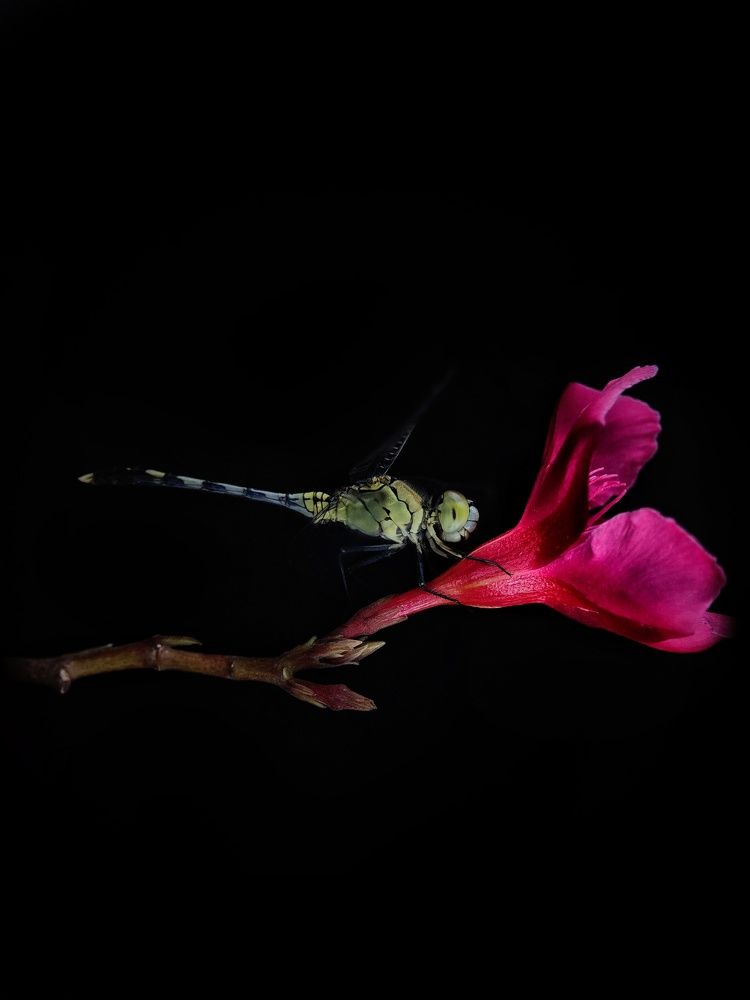 Dragonfly on flower
