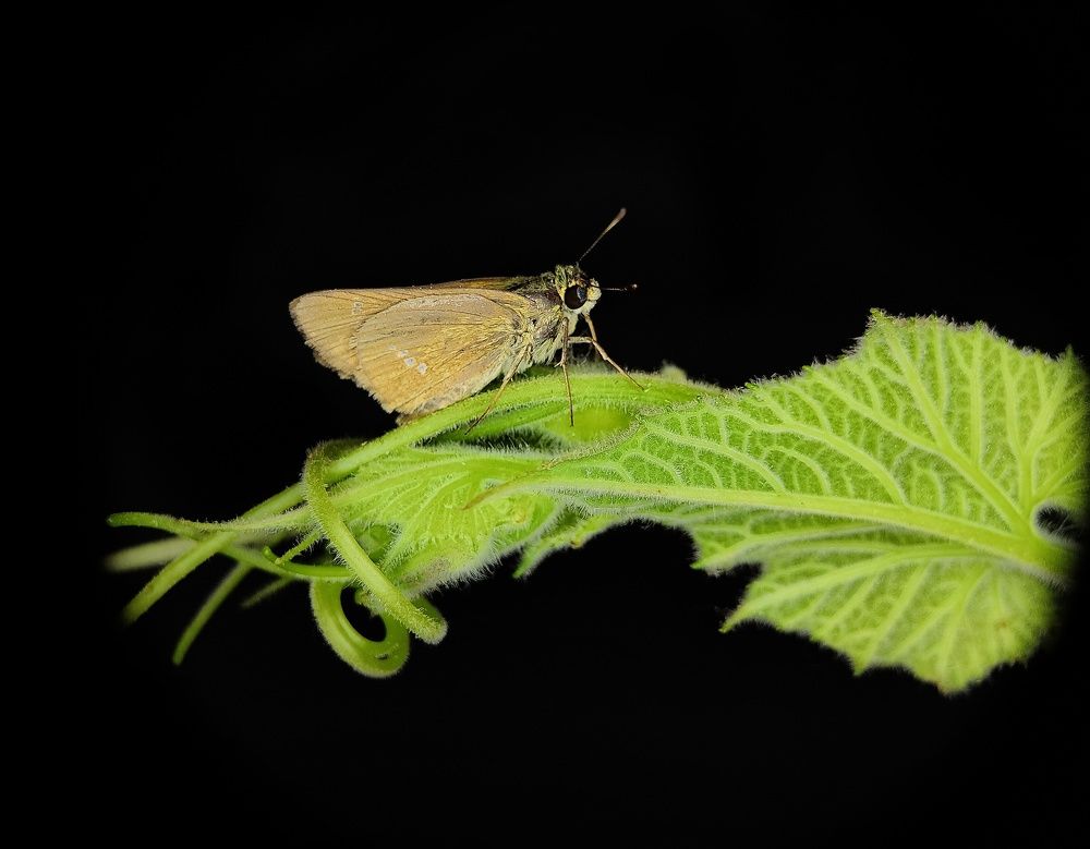 Skipper butterfly on leaf