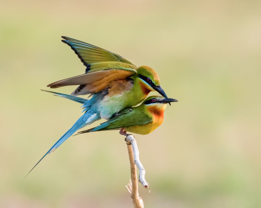 Photograph by Aritro Bose