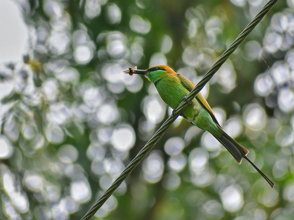 Фотография автора ANKIT GHOSH