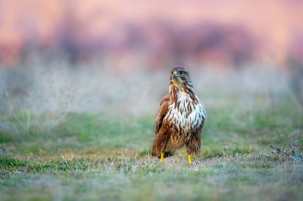 Photograph by Lyubomir Momchilov