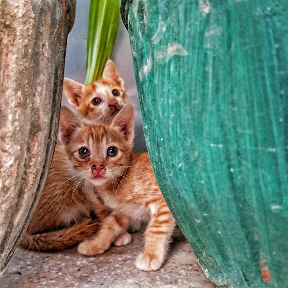 Puss Out Without Boots