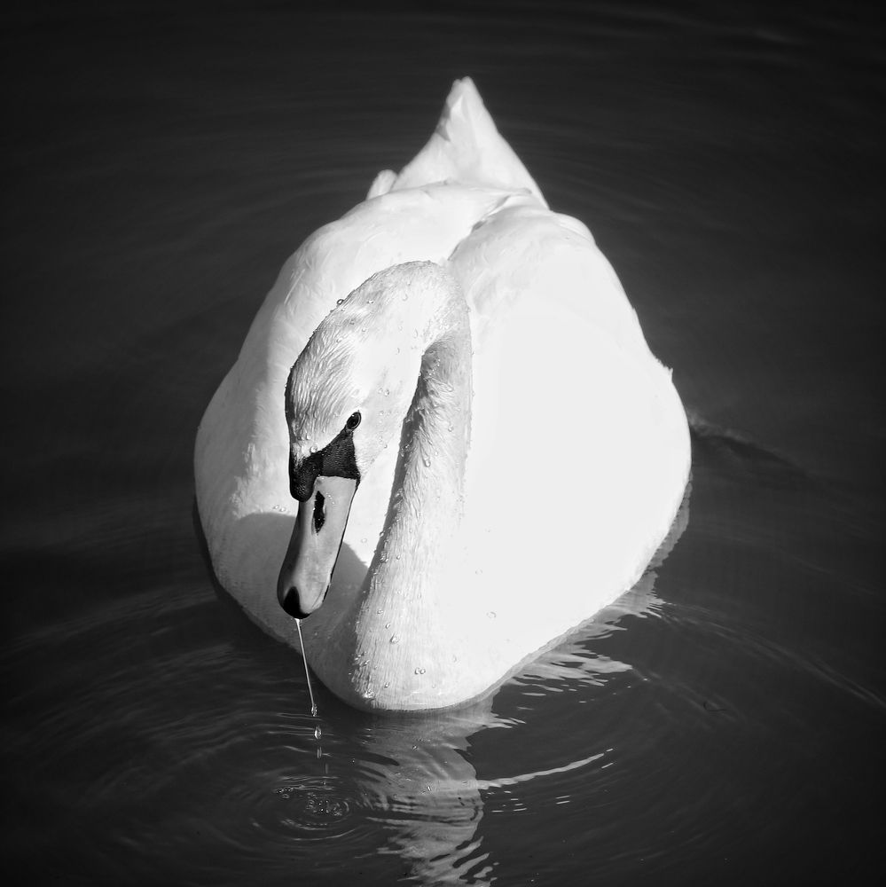 Photograph by Ирина Шумкова