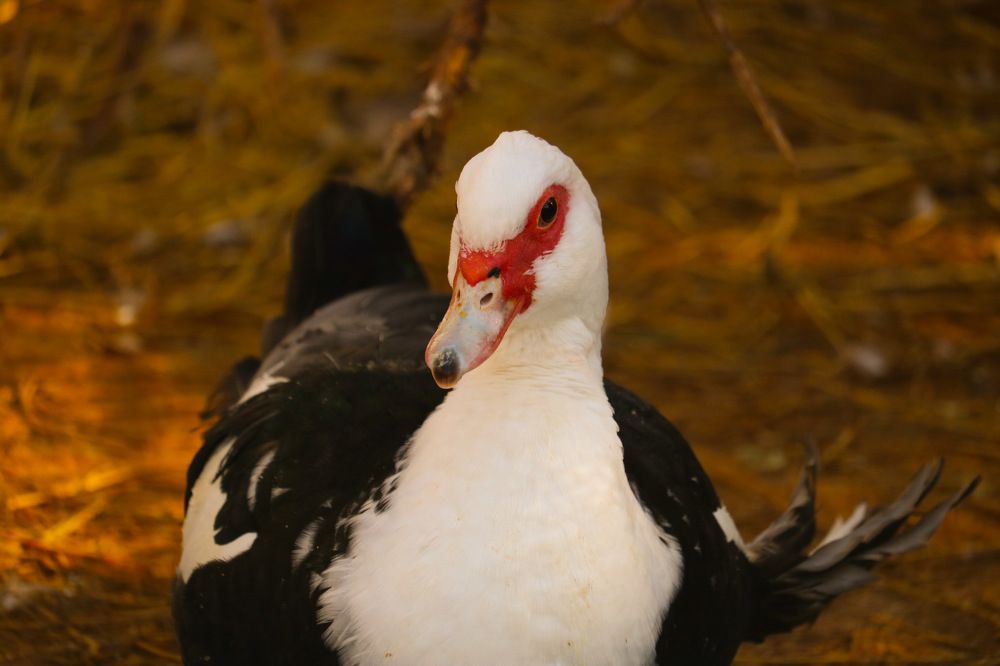 Photograph by Babak Akvan