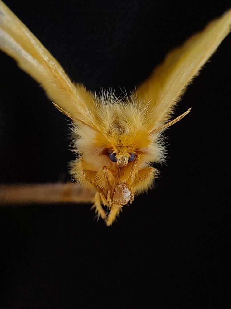 Photograph by South Indian Macro Lens