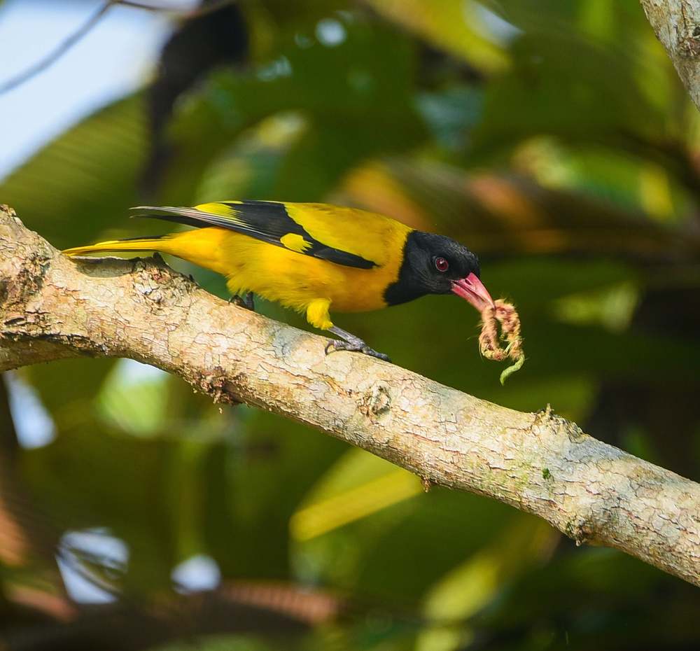 Photograph by Shakti brata Bhattacharjee