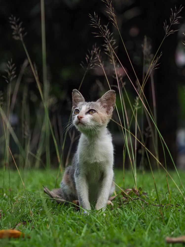 Photograph by Endra Agust