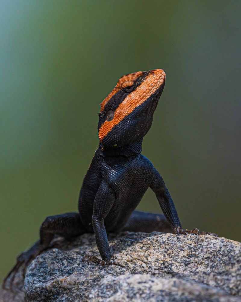 Photograph by Prem Madhavan