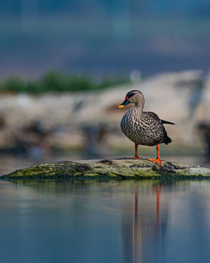 Bird photography