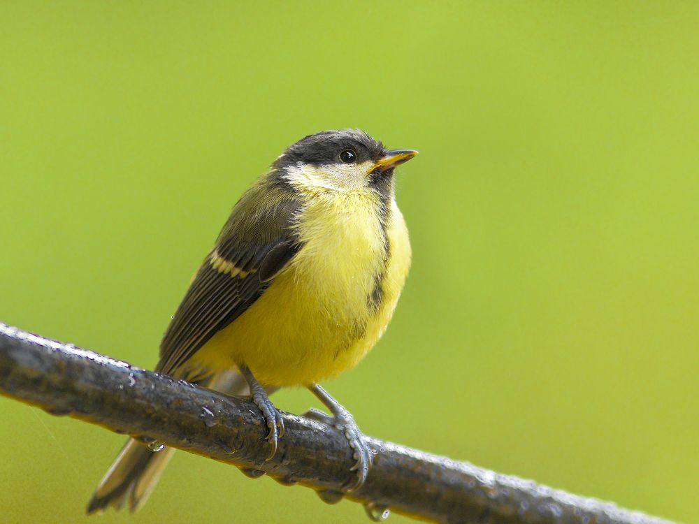 Photograph by Laurentiu Lupascu