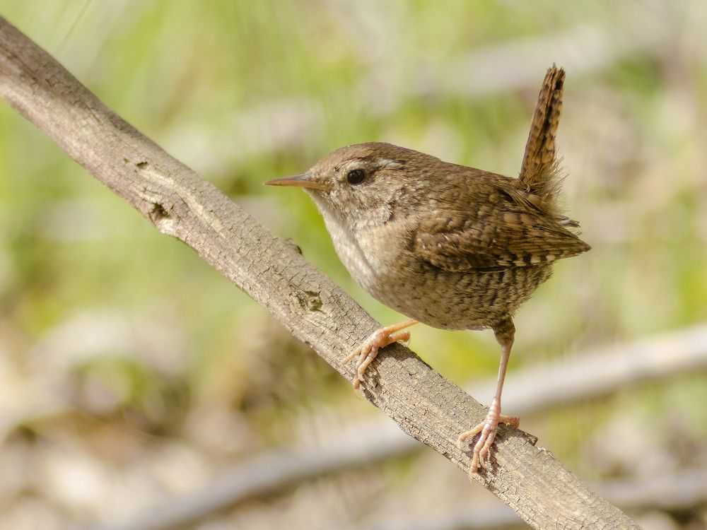 Photograph by Laurentiu Lupascu