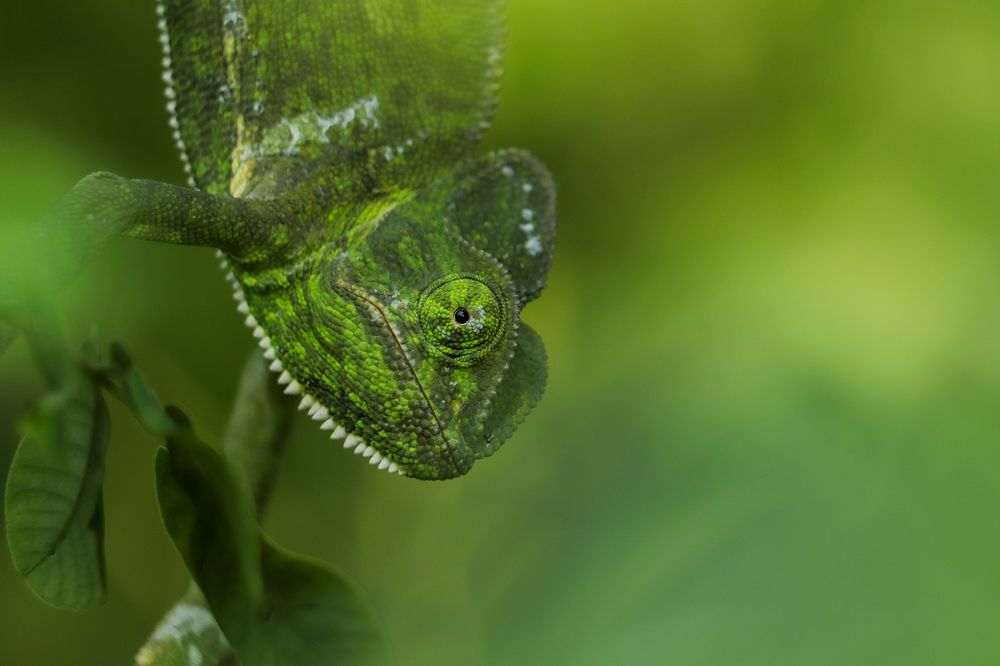 INDIAN CHAMELEON