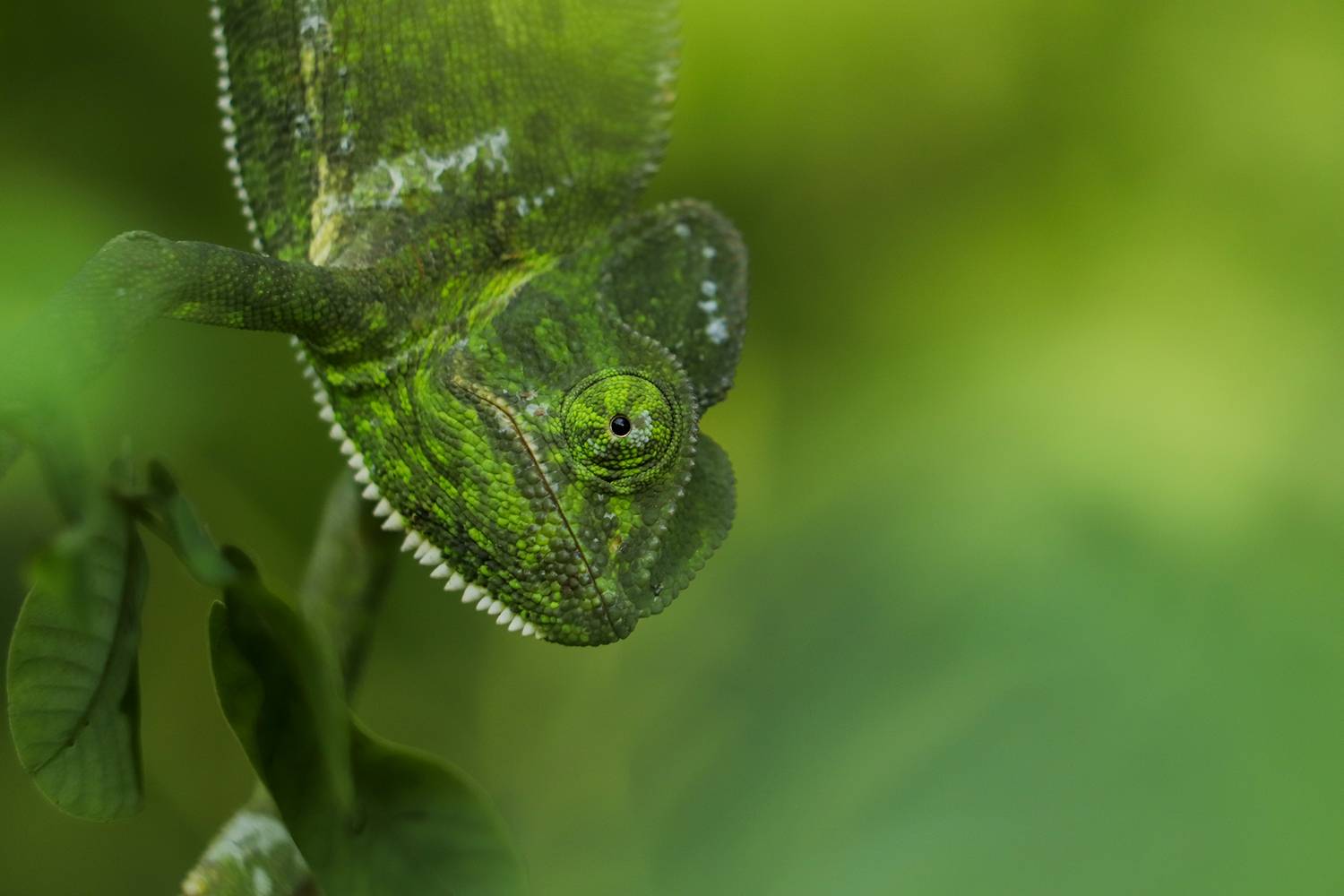 INDIAN CHAMELEON
