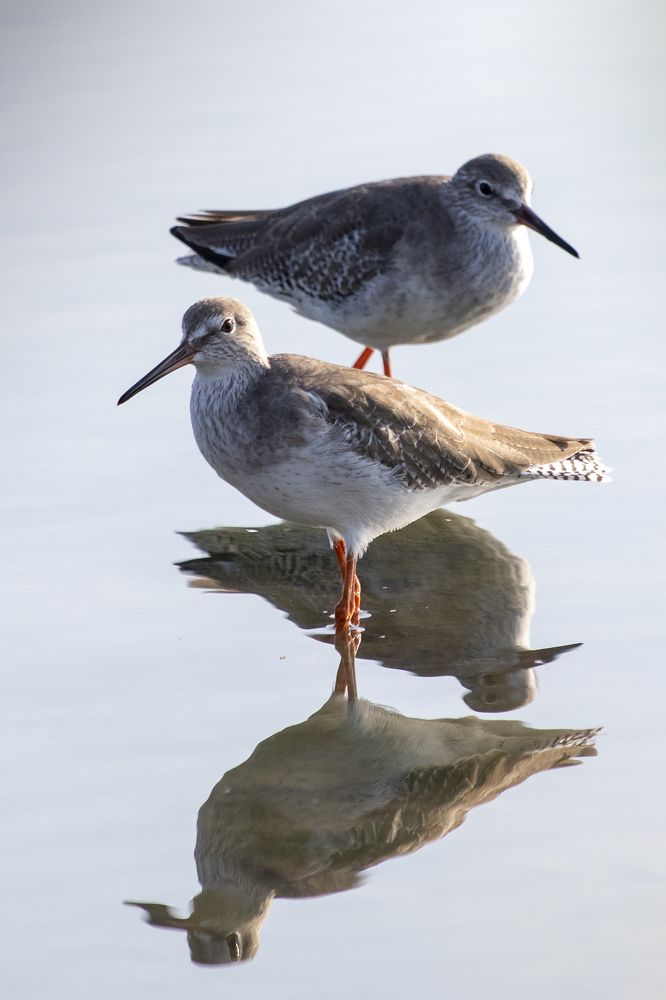 Common Redshank