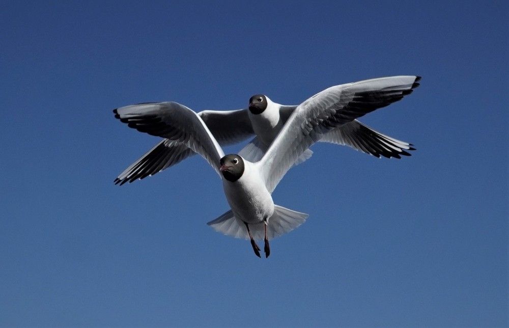 Photograph by Марина Безенкина