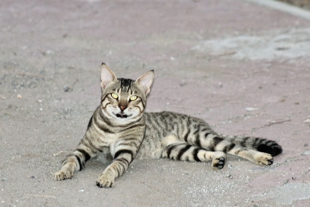 Photograph by Waleed Alwahaibi