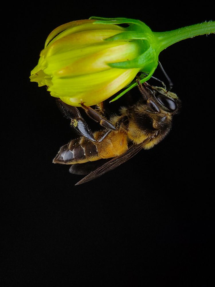 Photograph by South Indian Macro Lens