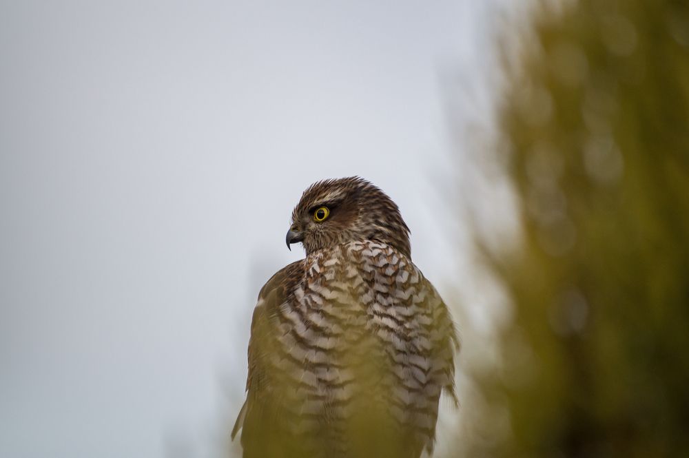 Photograph by Сергей Черкасов