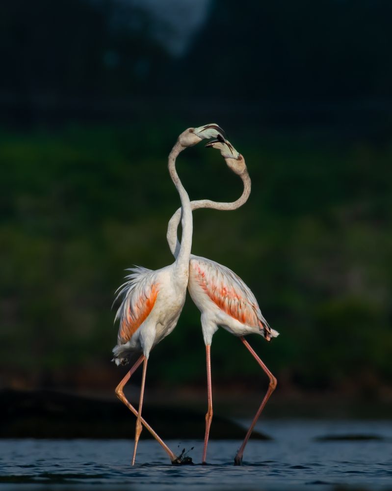 Photograph by Visveswar VK