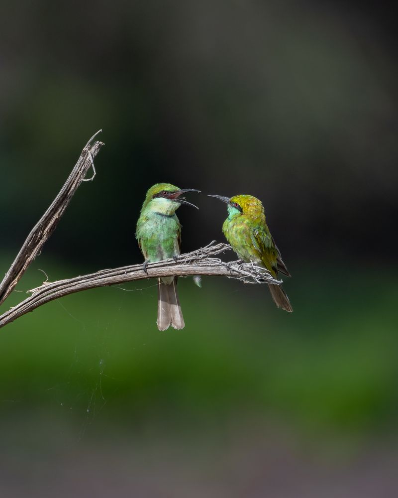 Green bee eater