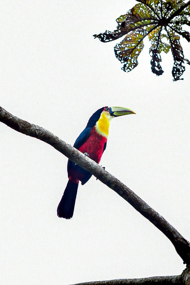 Фотография автора Jesse Cavalcante