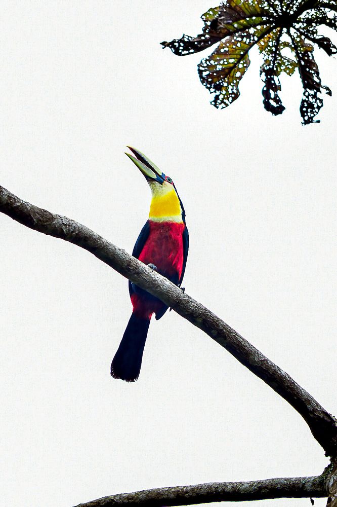 Фотография автора Jesse Cavalcante