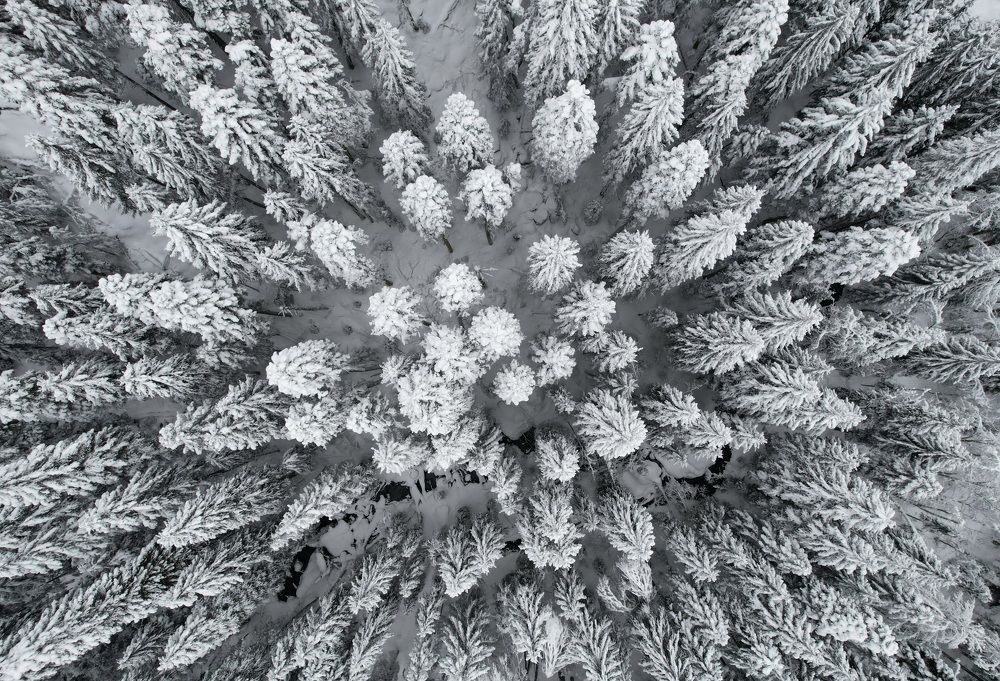 Домбайский Лес