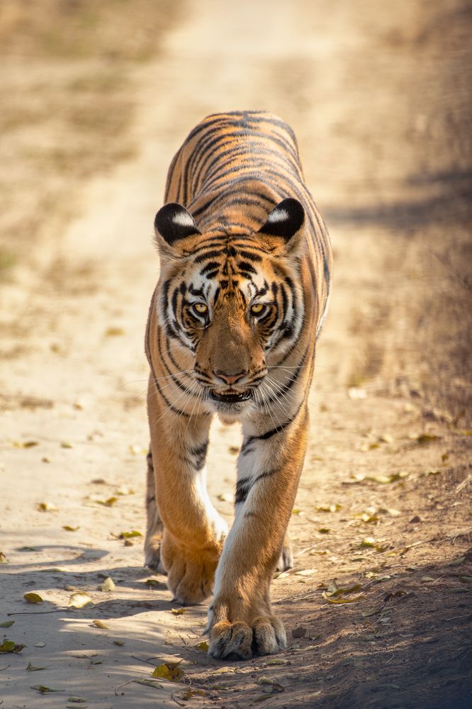 Photograph by Neeraj Gade