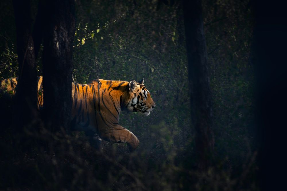 Photograph by Neeraj Gade