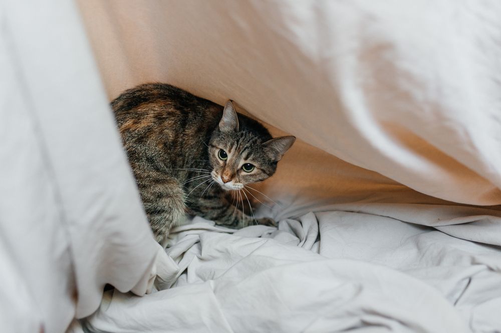 Photograph by Виктория Савчук