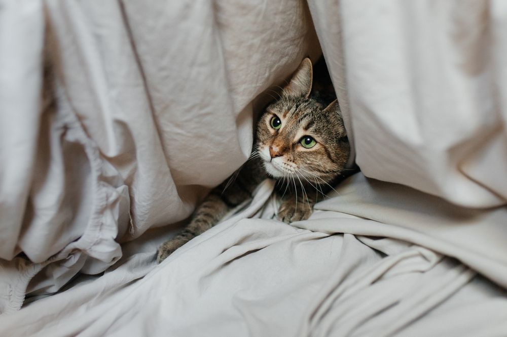 Photograph by Виктория Савчук