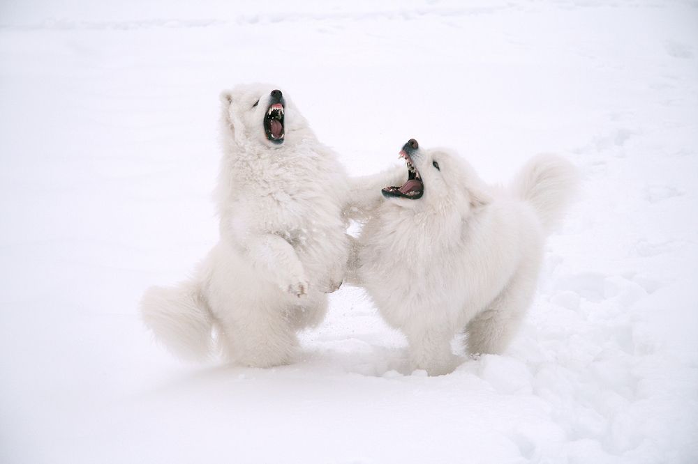 Photograph by Надежда Лисицына
