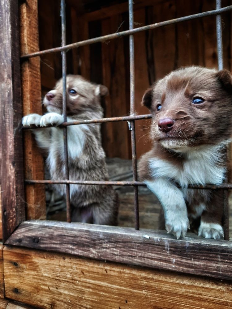 Щенки лайки