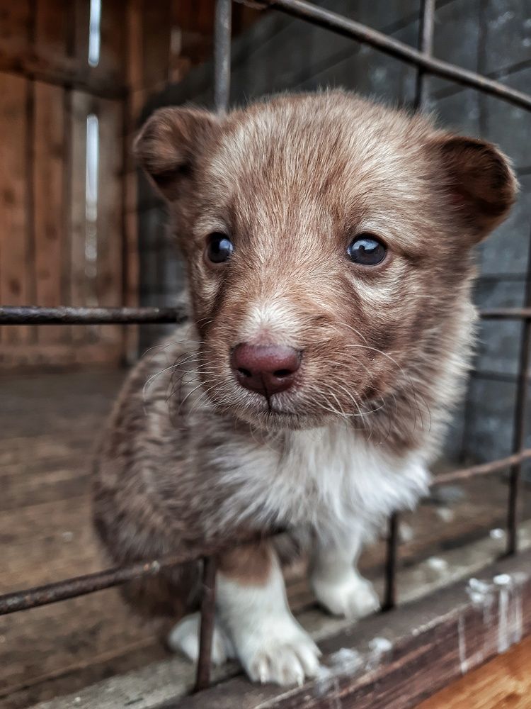 Щенок лайки