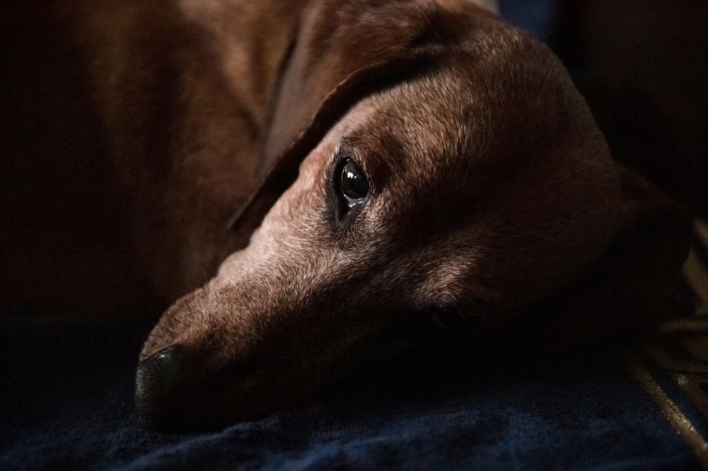 Верный друг