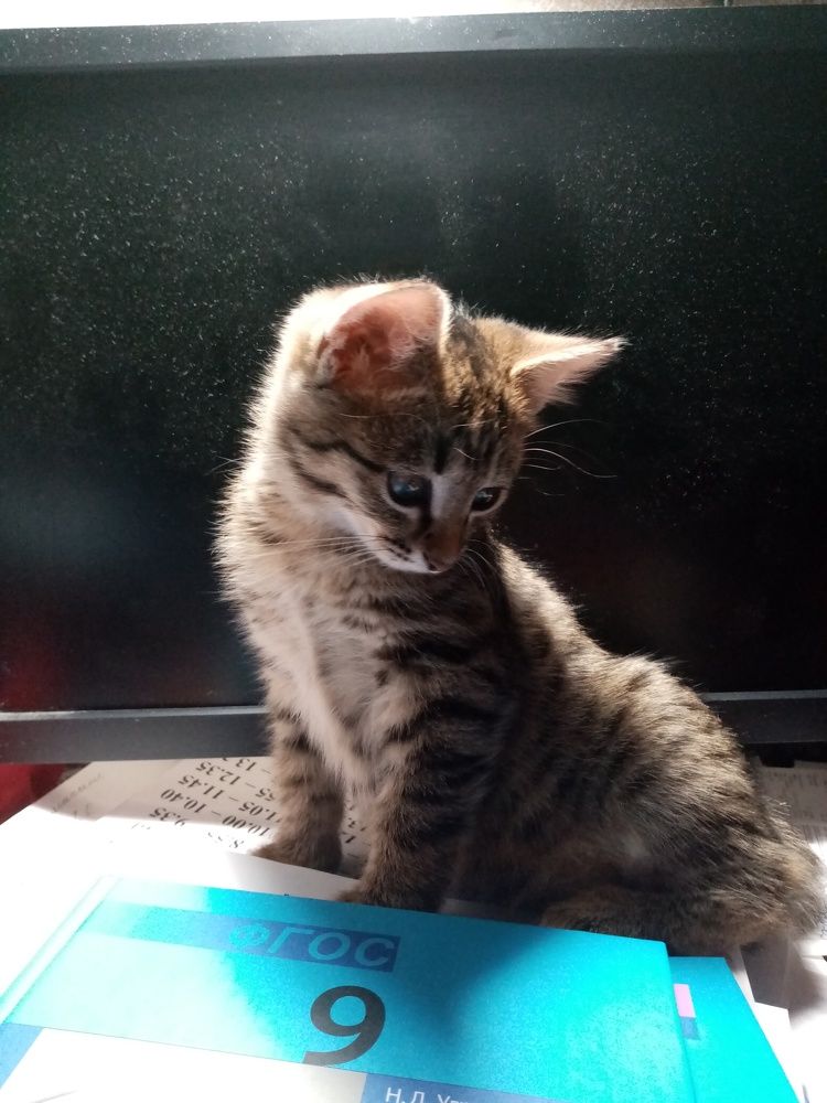 Photo #7483805