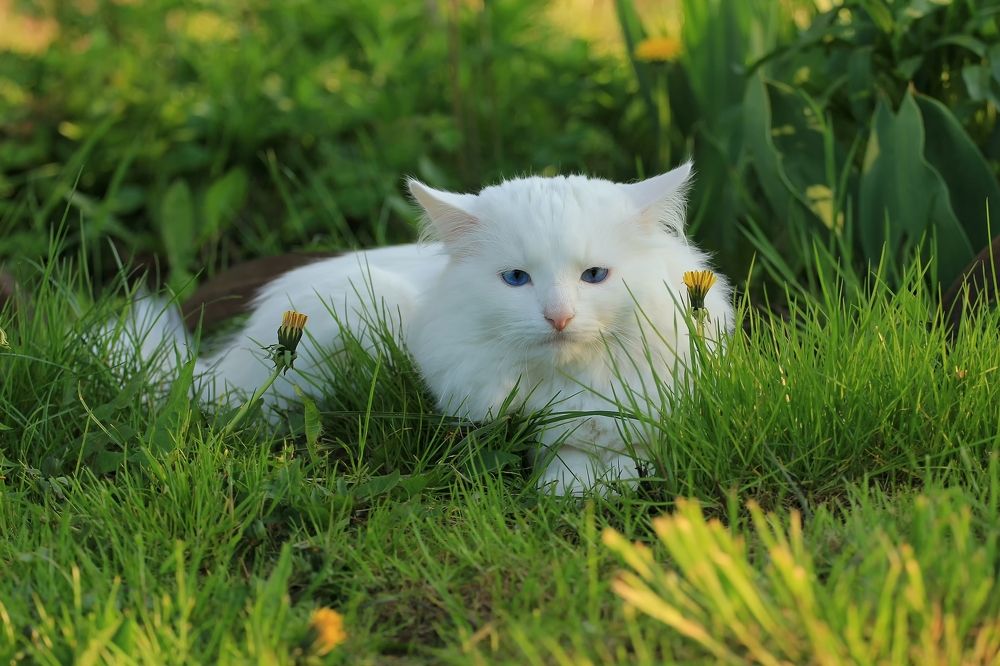 Photograph by Лайко Марина